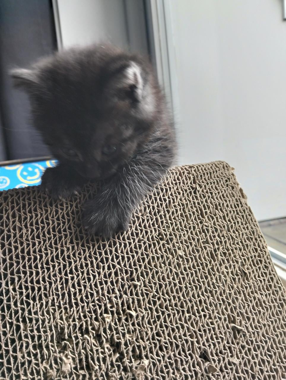 Kitten - mannetje