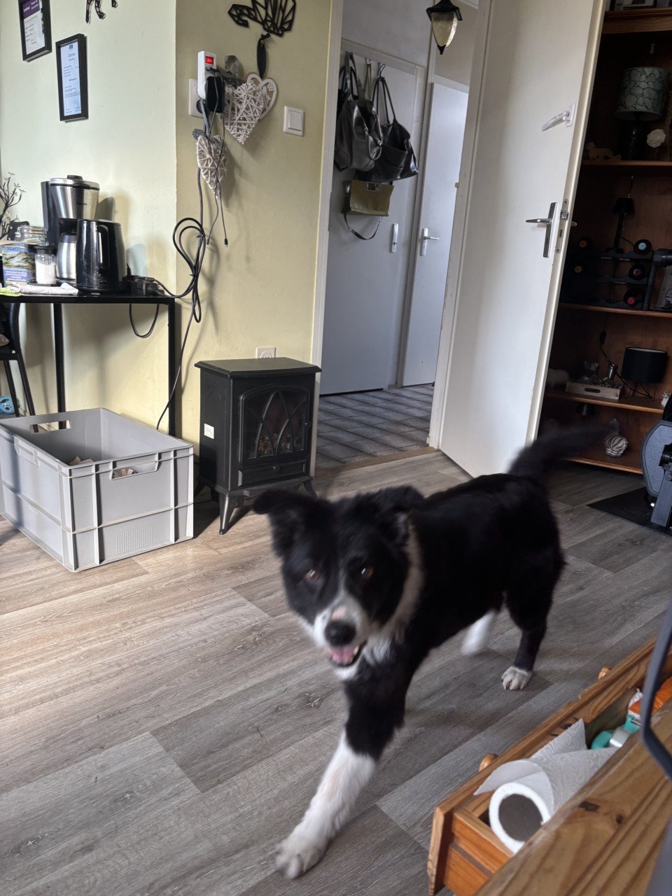 Bordercollie