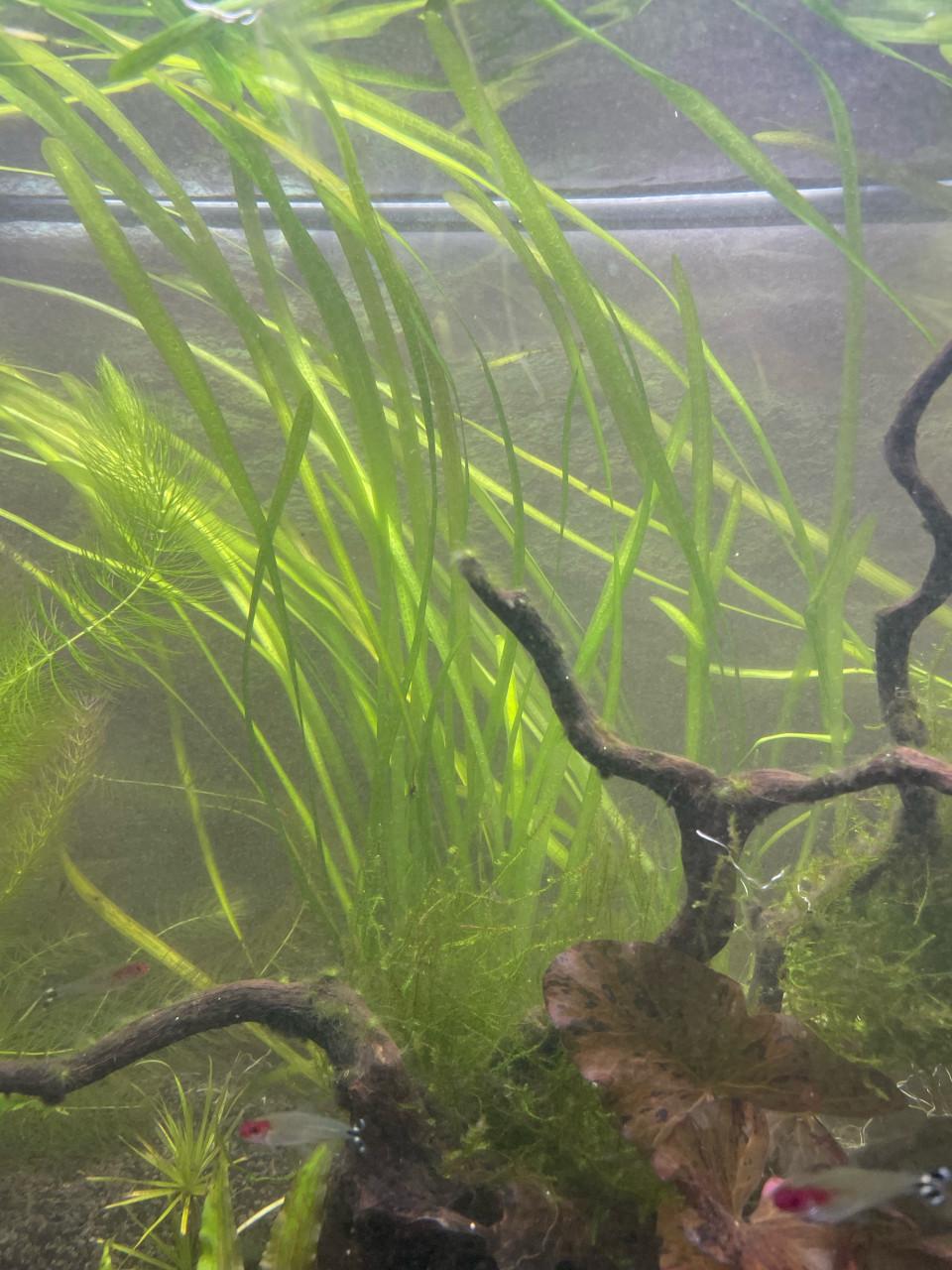 Gratis vallisneria