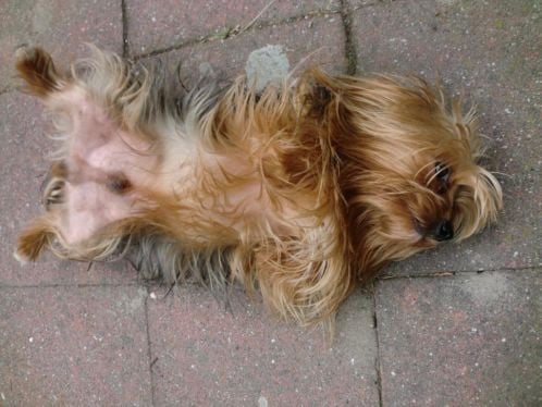 Pup teefje Yorkshire Terrier ruim 8 weken oud mag nu weg