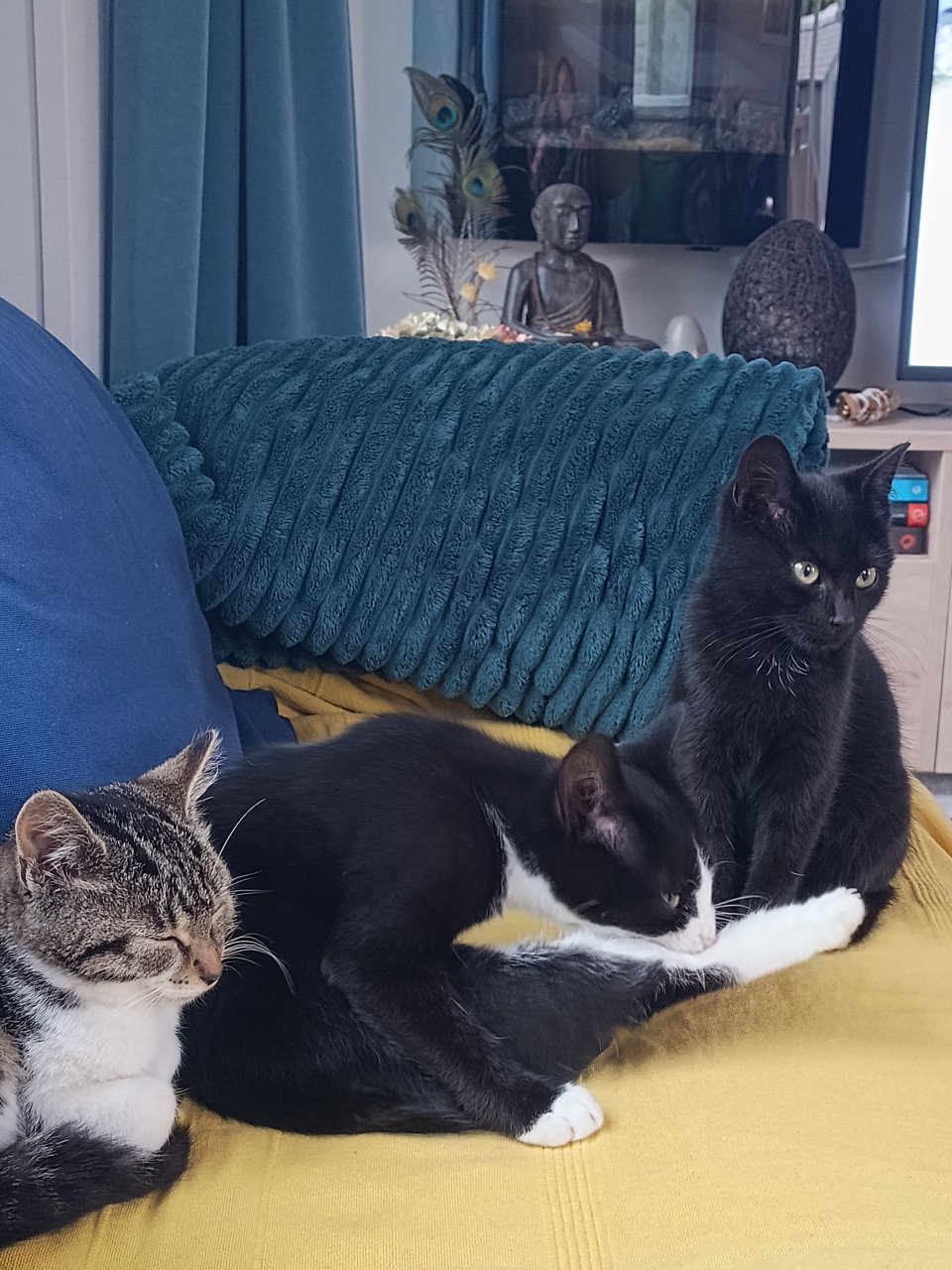 Drie leuke, speelse en gezonde kittens