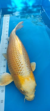 Yamabuki 63 cm