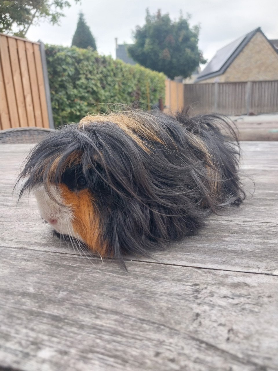 2 mannetjes cavia's
