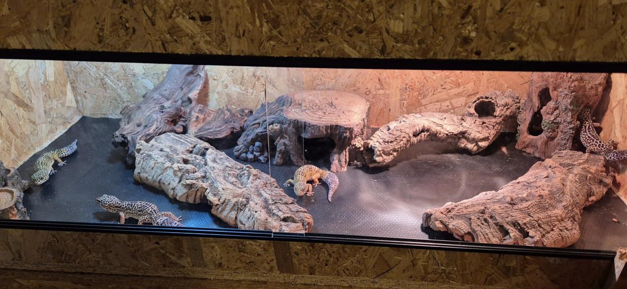 TE KOOP Luipaardgekko's