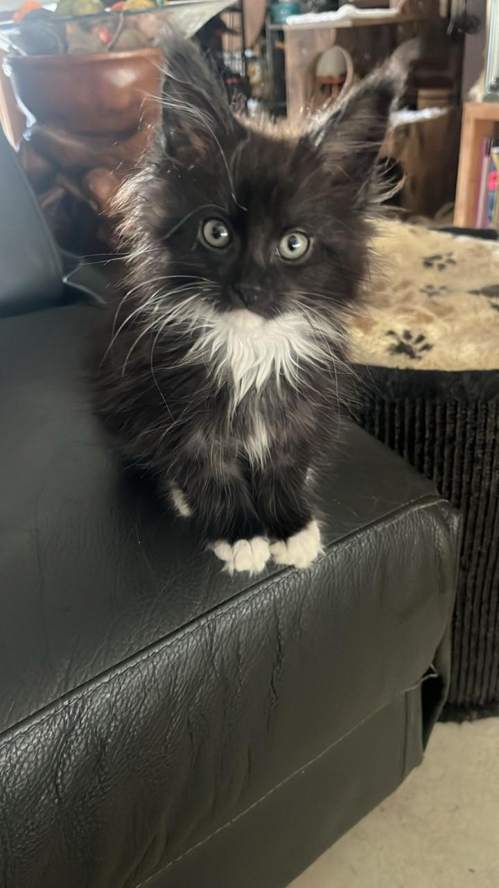 Maincoons kittens te koop