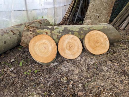 Houten schijven acacia ter decoratie