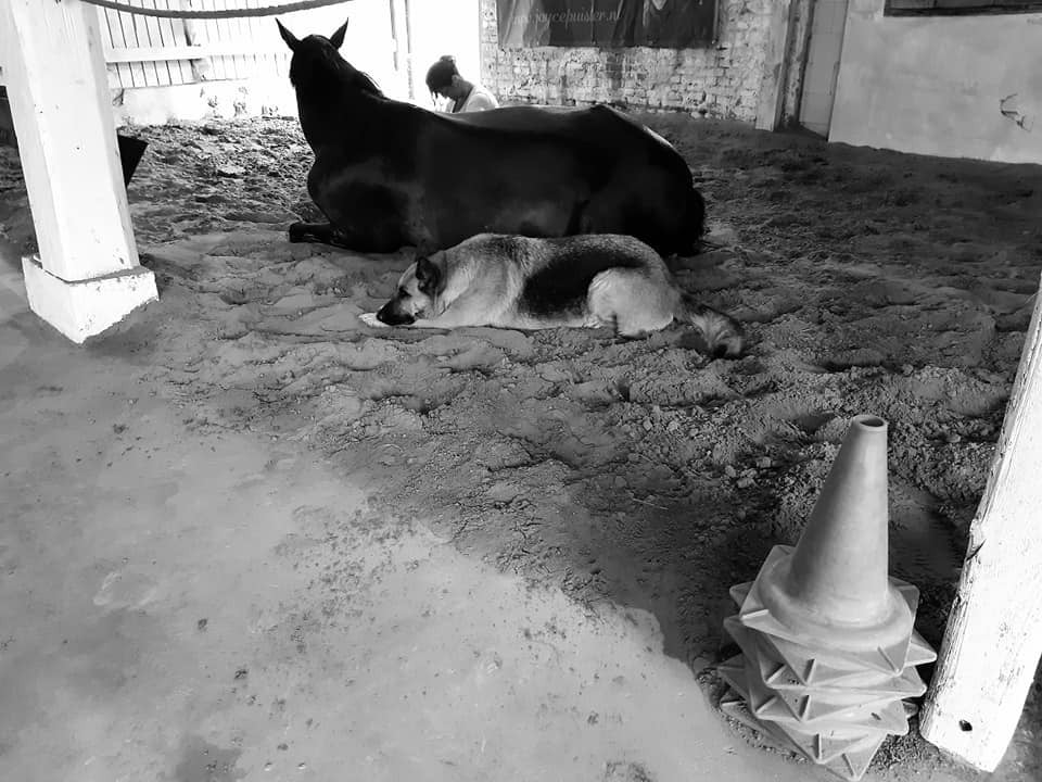 Familieopstellingen met paarden