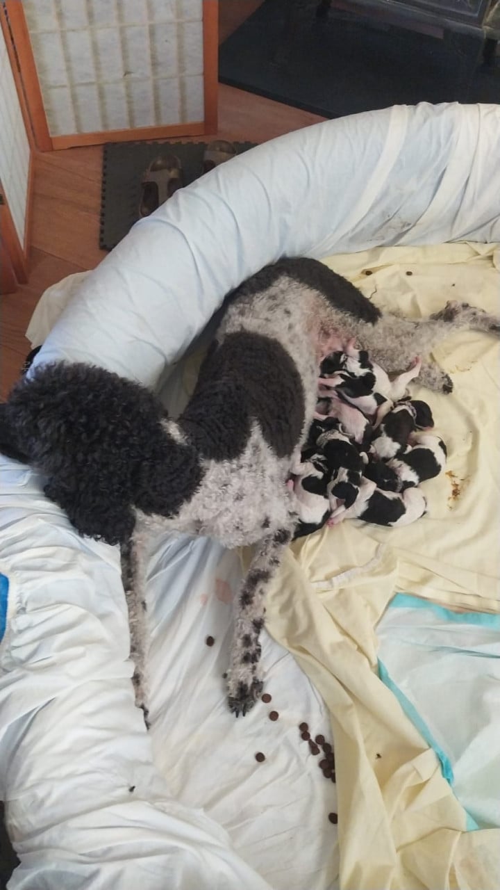 Koningspoedel pups in werpkist
