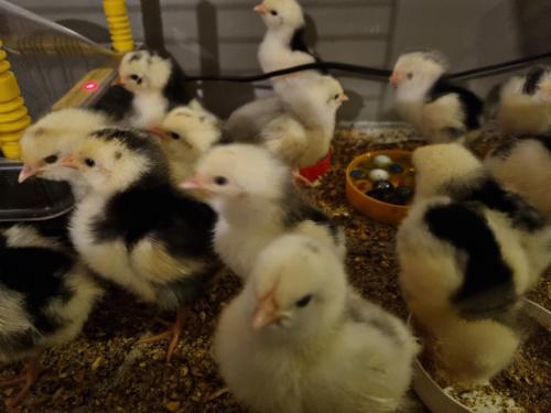 Broedeieren Bonte leghorn