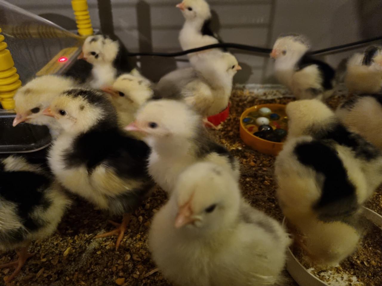 Broedeieren Bonte leghorn