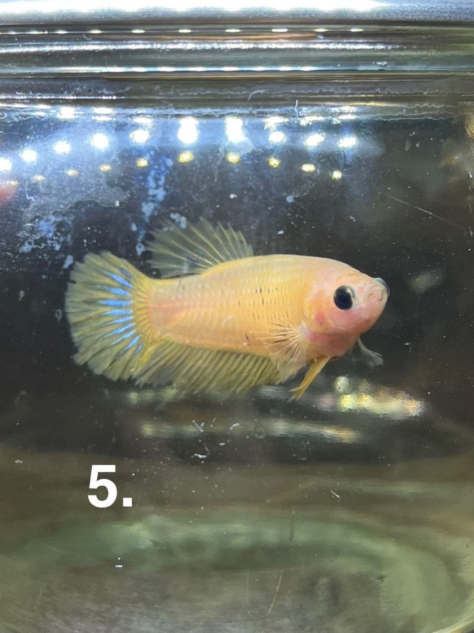 Betta vissen vrouw 7 stuks