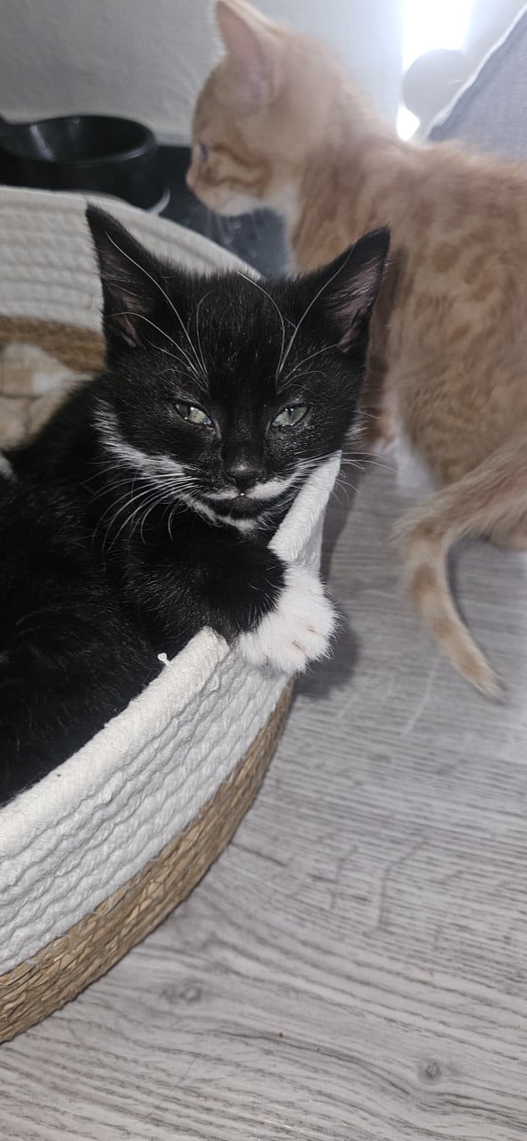 Kittens