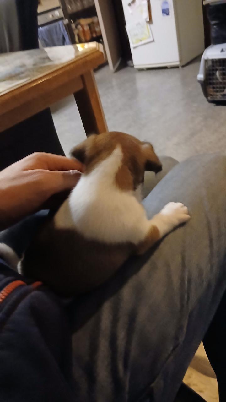 Jack Russel pups te koop