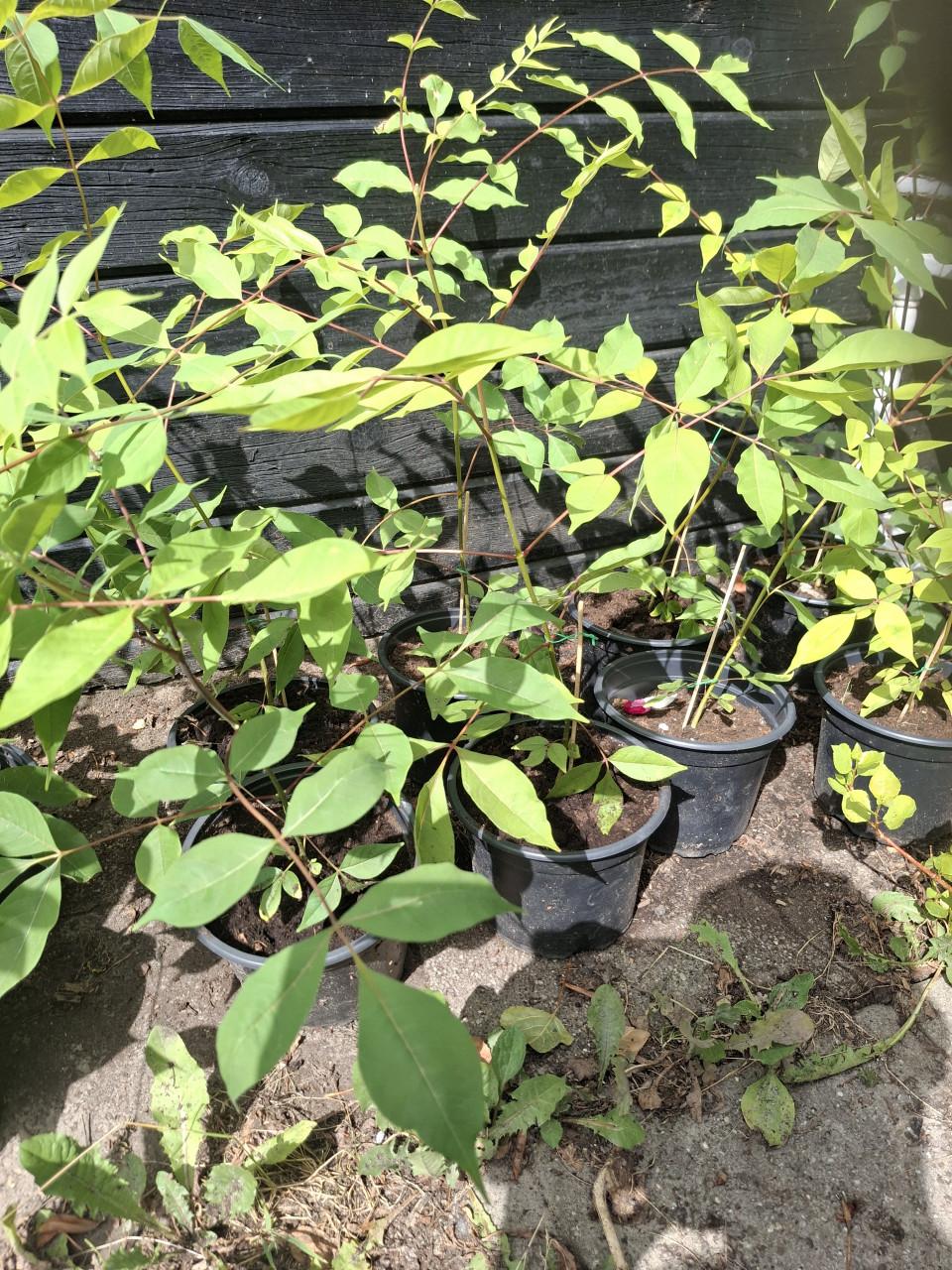 Bijenboom