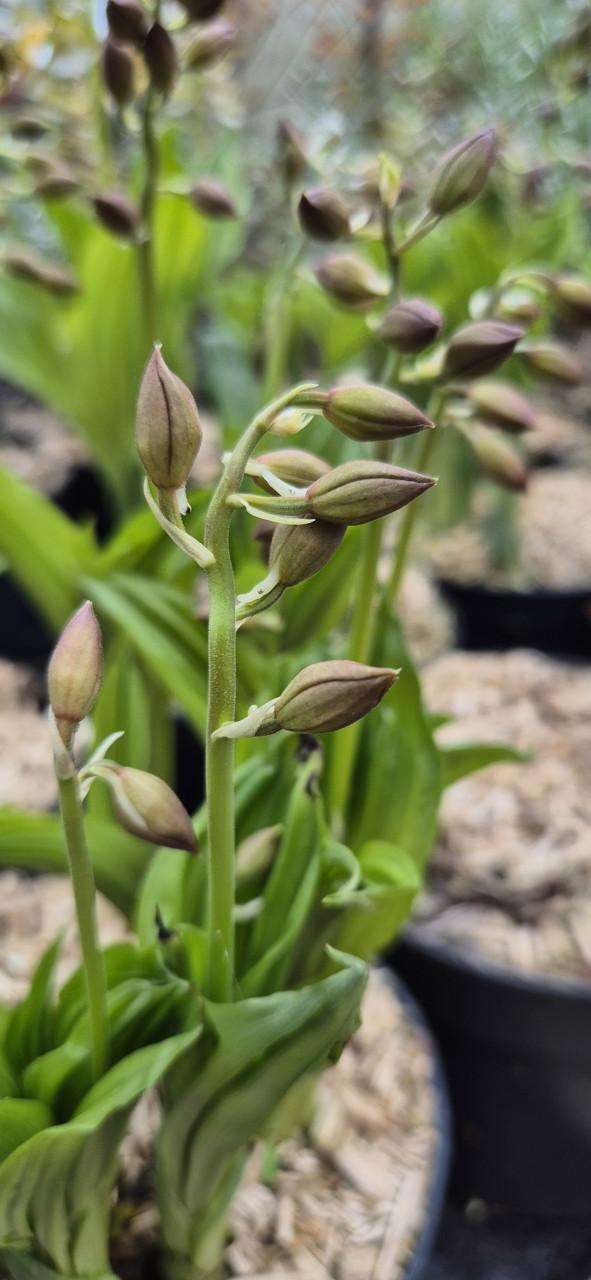 Winterharde Japanse orchidee