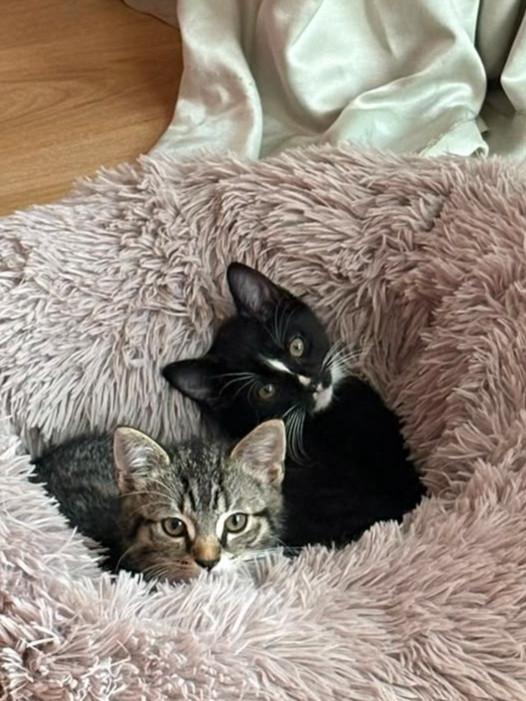 Super lieve kittens