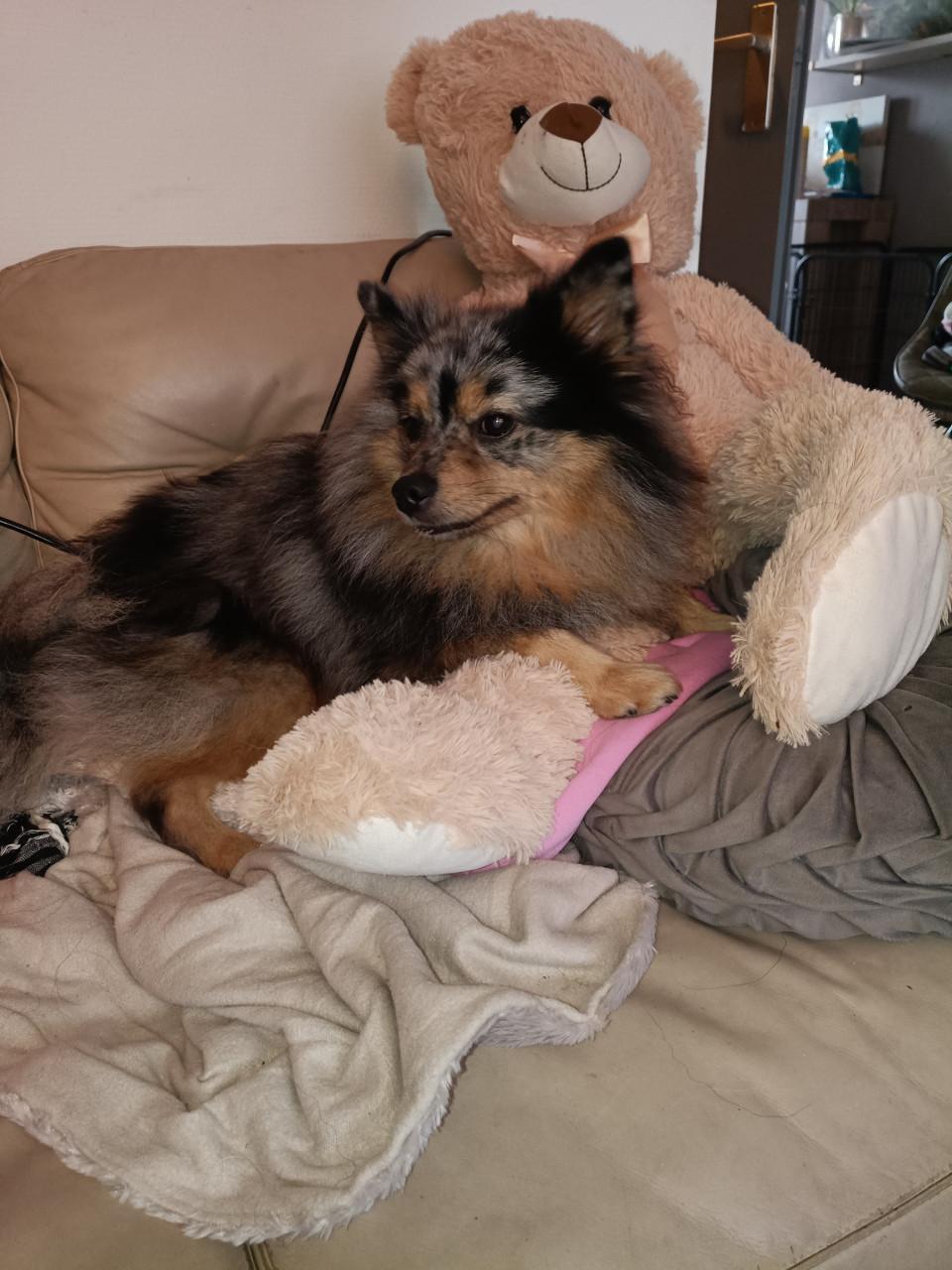 Keeshond gecastreerd