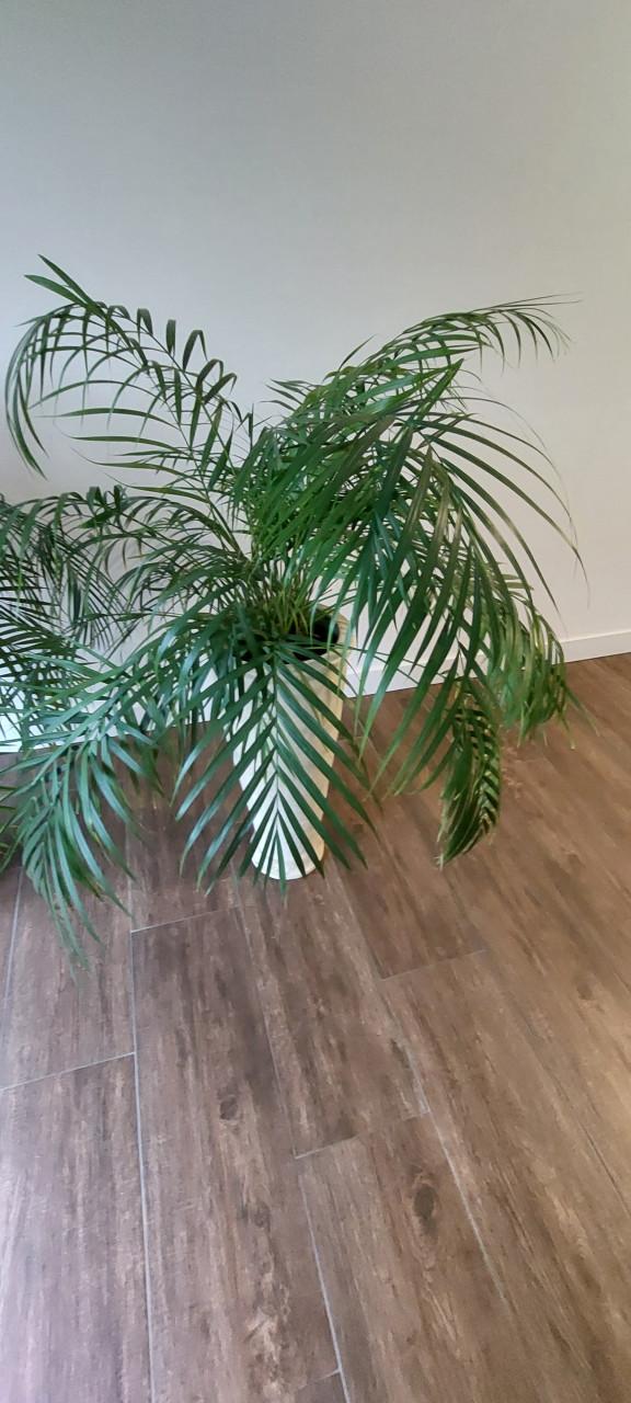 Planten kamerplant Palm