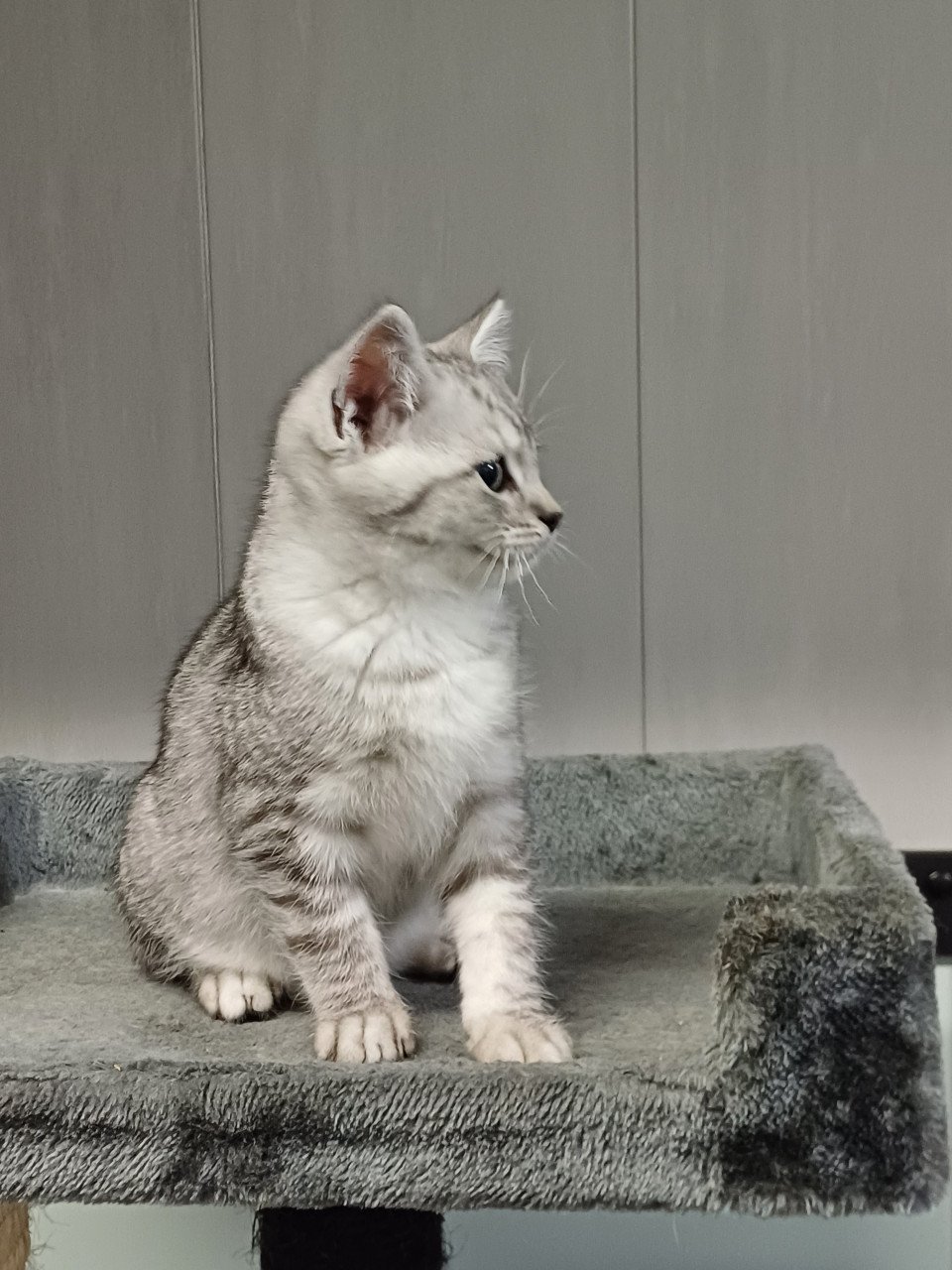 Super leuke Brits Korthaar x Ragdoll kittens beschikbaar.