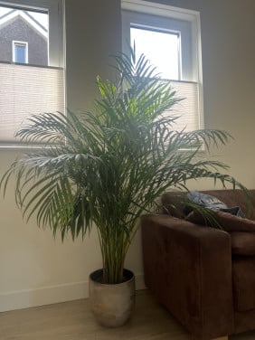 Acrea goudpalm binnen plant