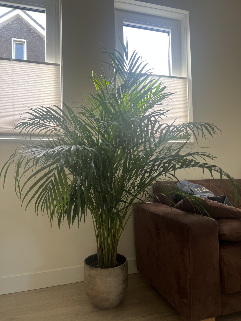 Acrea goudpalm binnen plant