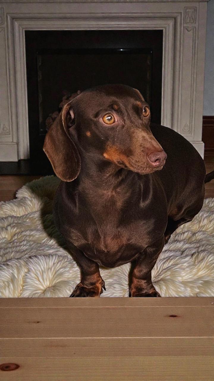 Zéér lief choco tan teckel teefje