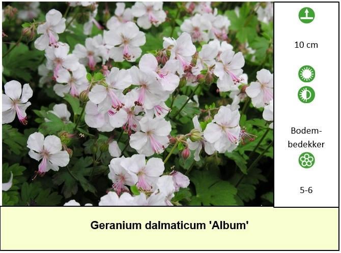 Een border inplanten met mooie en betaalbare bijen,- en vlinderplanten ?