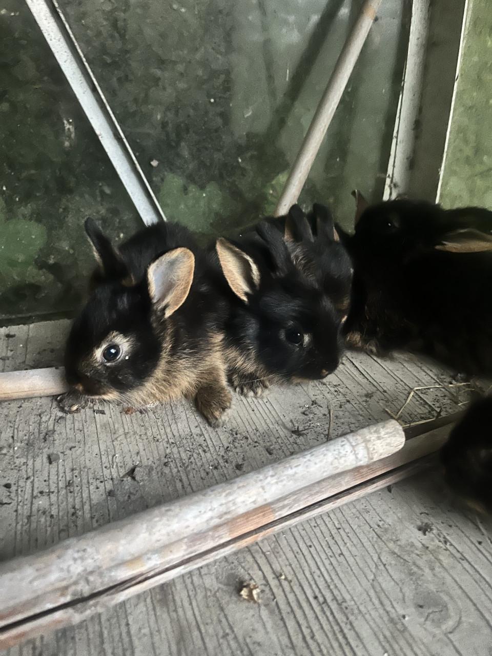 Baby konijnen te koop