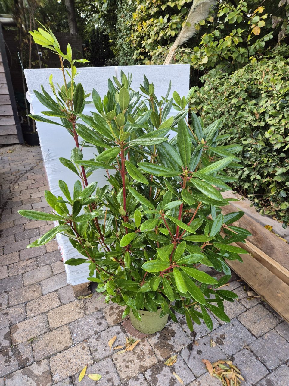 Forse Rhodondendron Ponticum struiken ca. 120 cm