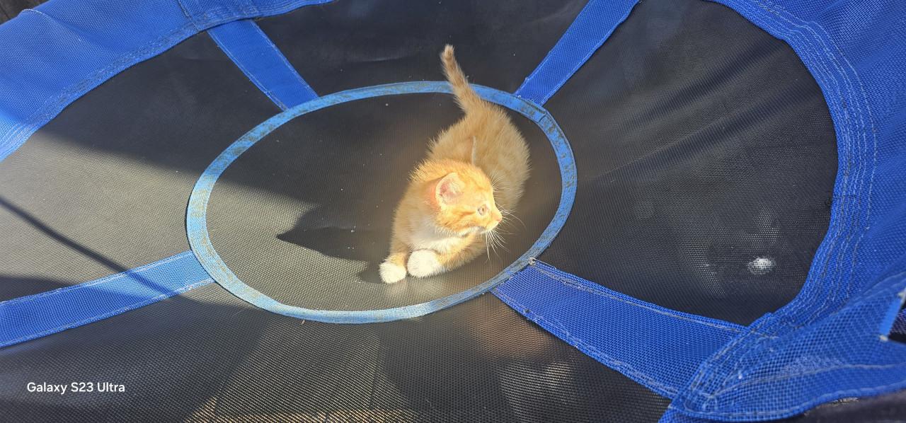 Kitten
