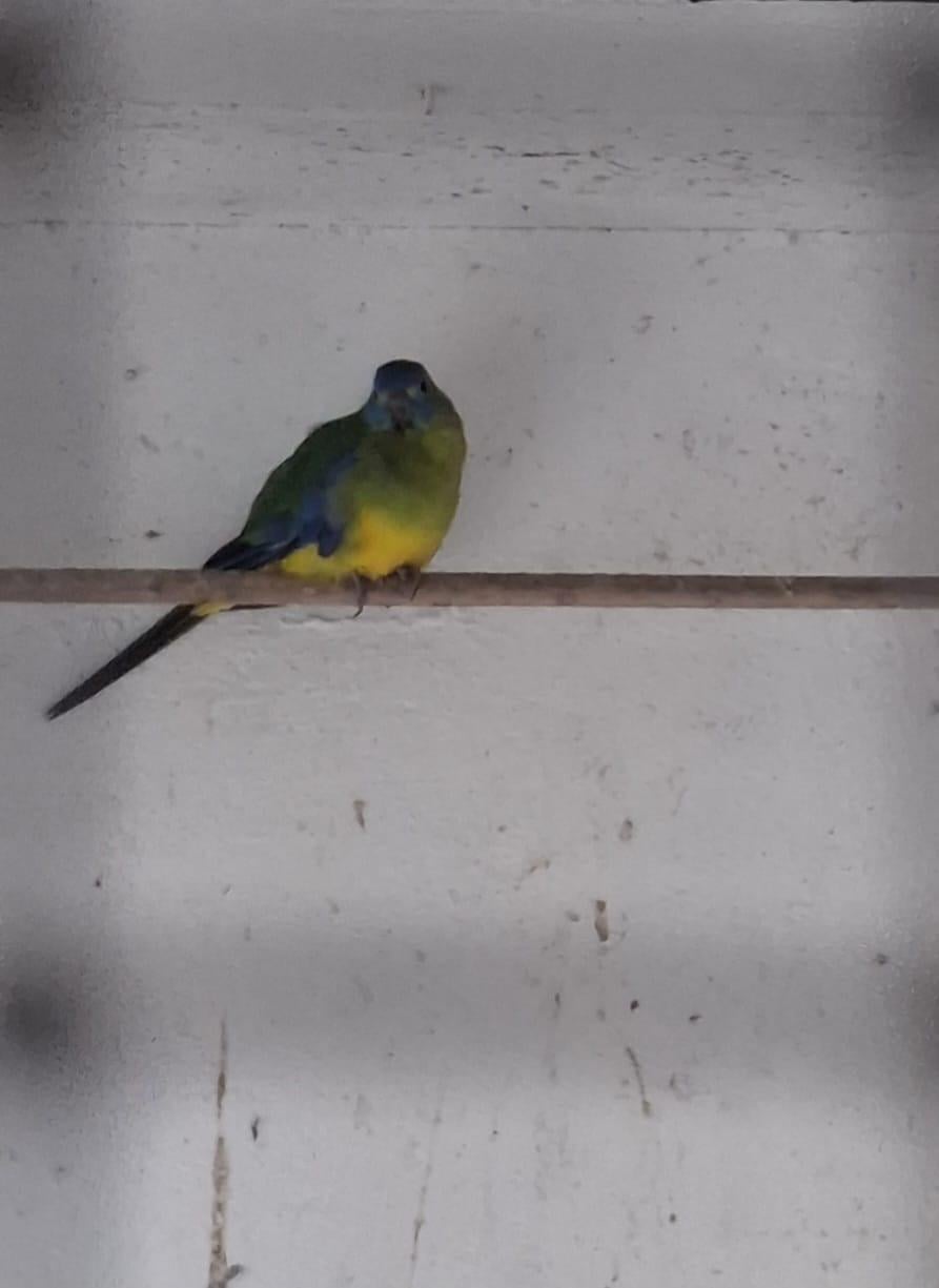Vier voliere vogels