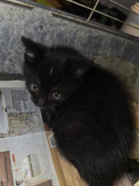 Kitten kittens poes poesjes