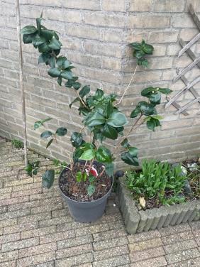 Camelia Japonica 1.10 m hoog