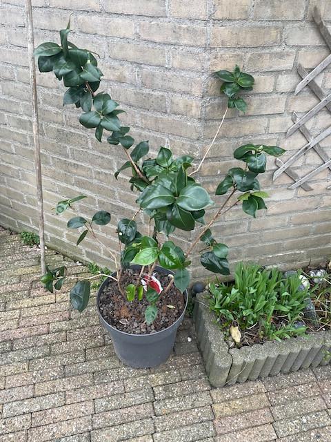 Camelia Japonica 1.10 m hoog