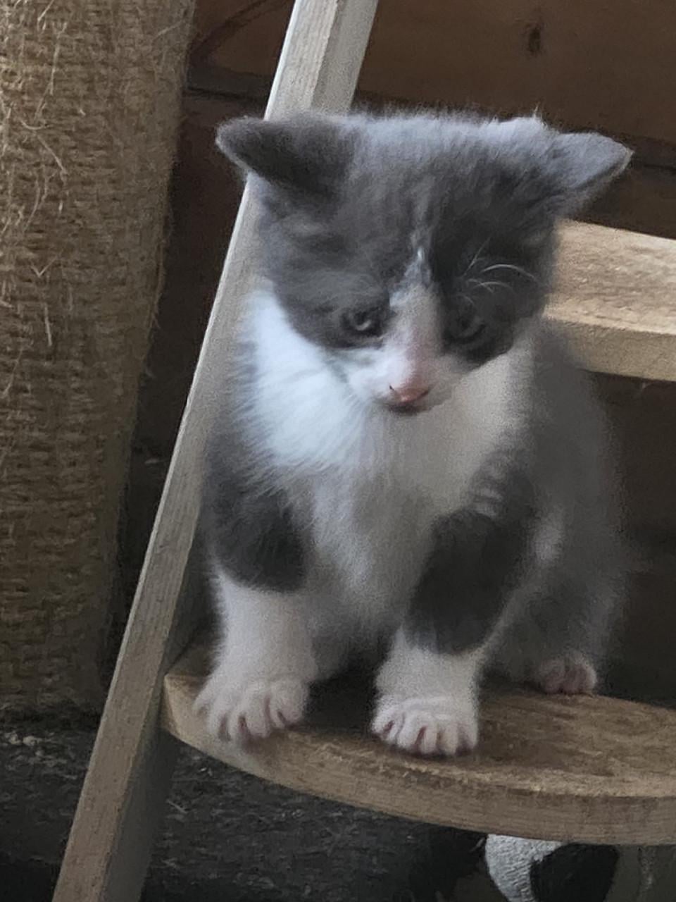 TE KOOP BOERDERIJ KITTENS NOG 2 TE KOOP FOTO 1 EN  2 IS VERKOCHT