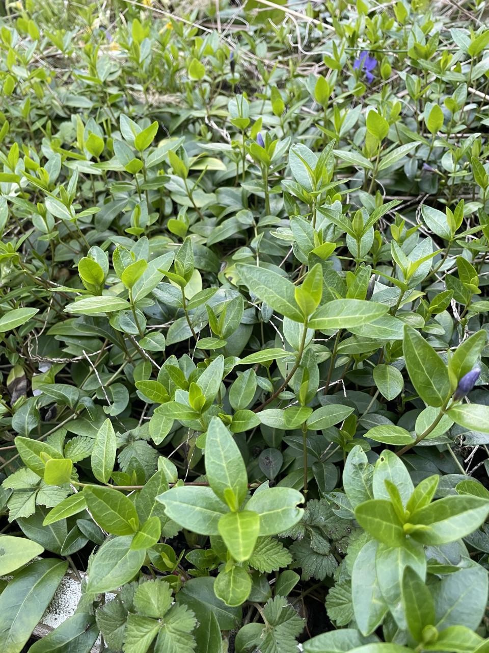 Maagdenpalm Vinca major