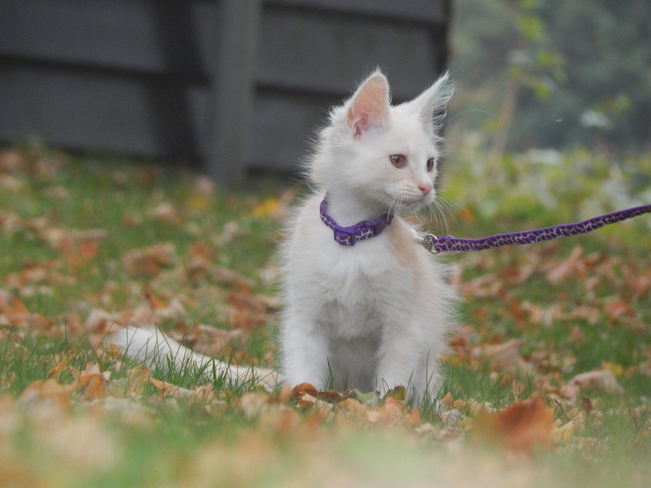 4 maine coon katertjes met stamboom