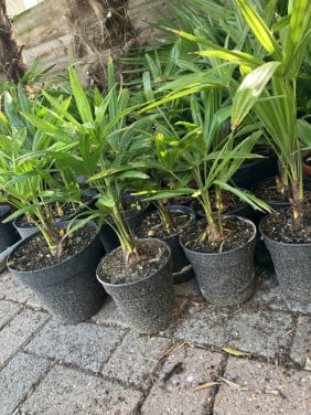 Winterhard palm, trachycarpus fortunei en vijgenboom