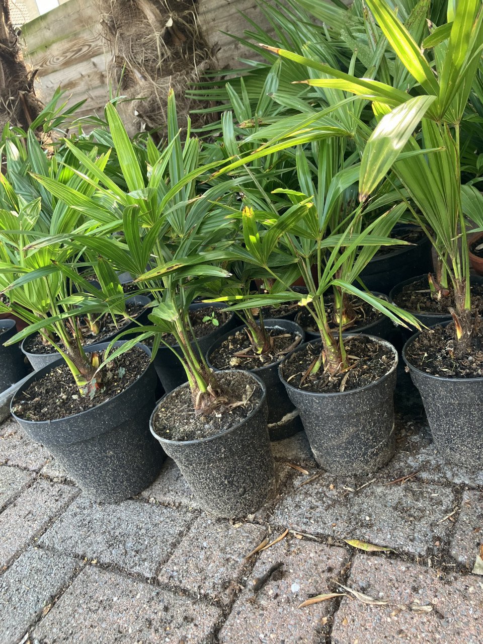 Winterhard palm, trachycarpus fortunei en vijgenboom