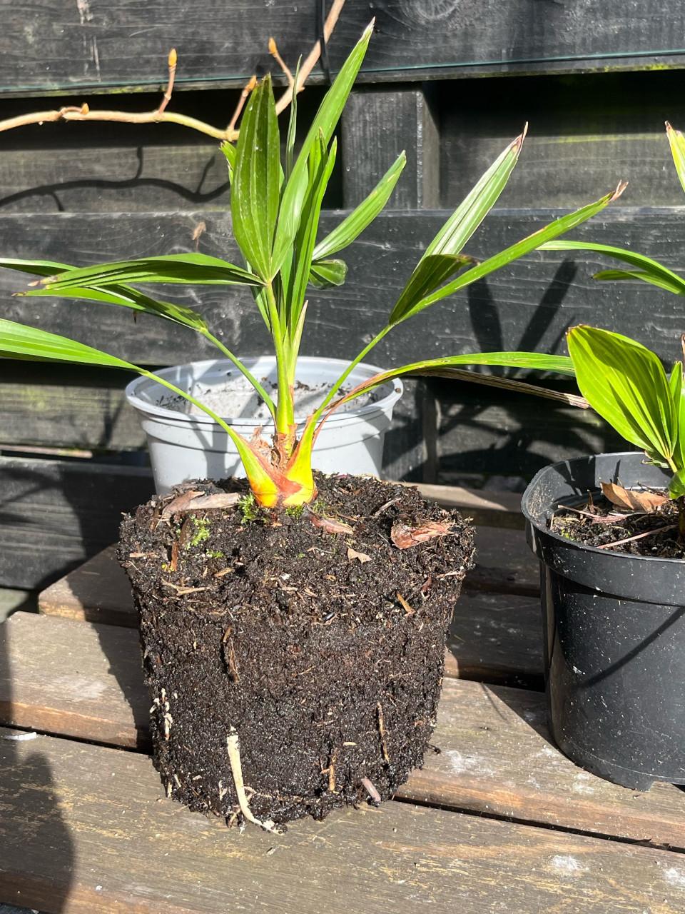 Trachycarpus fortune, Jonge palmboompjes te koop