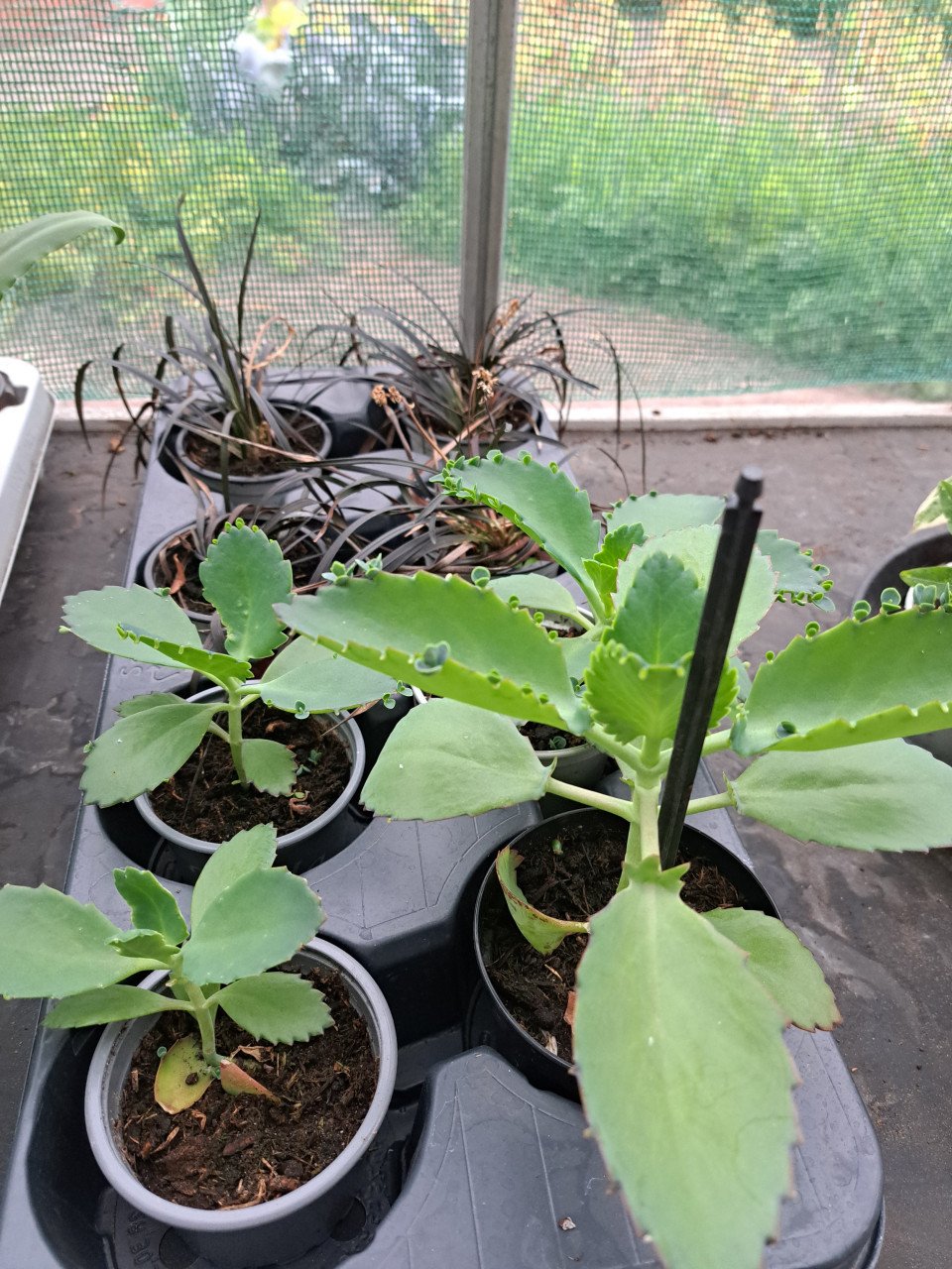 VERSCHILLENDE TUINPLANTEN