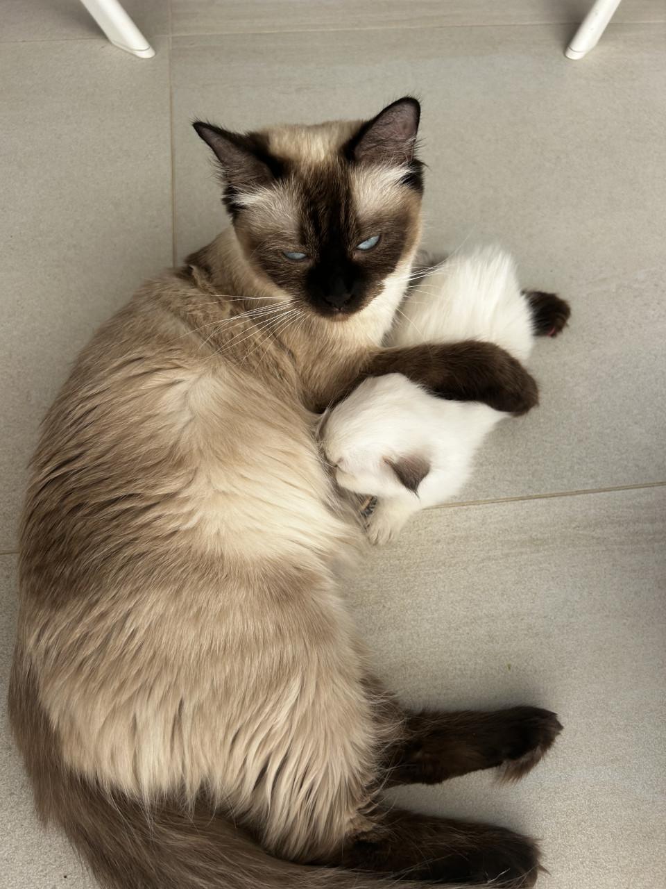 Twee prachtige Ragdoll kittens beschikbaar