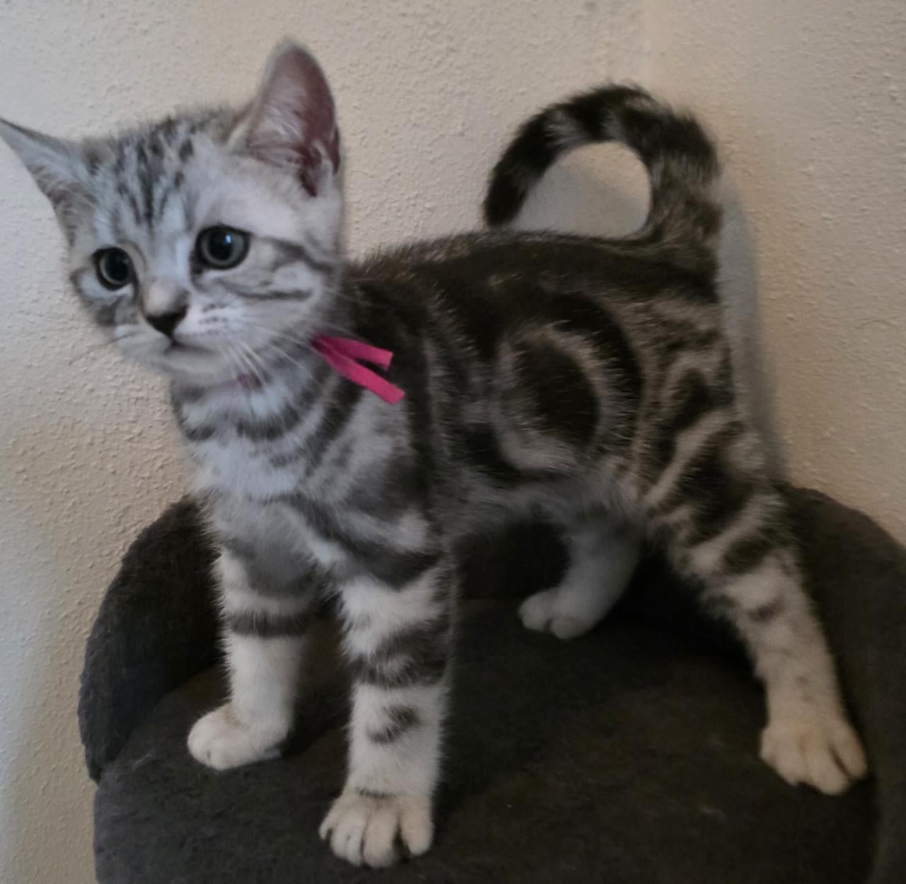 Raszuivere Brits korthaar kittens (Whiskas)