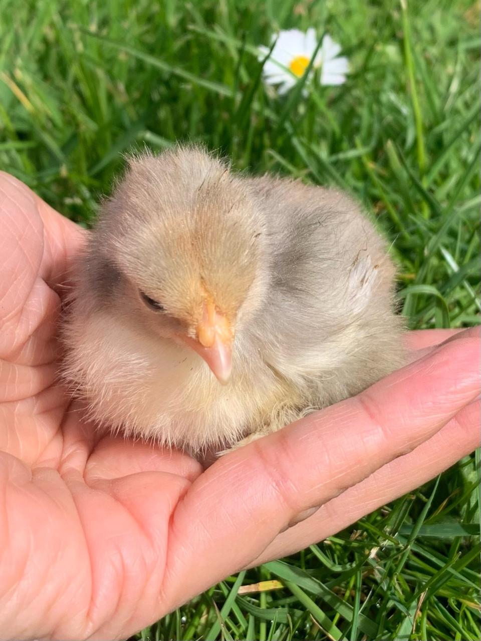 Cochin kriel kuikens 🐣
