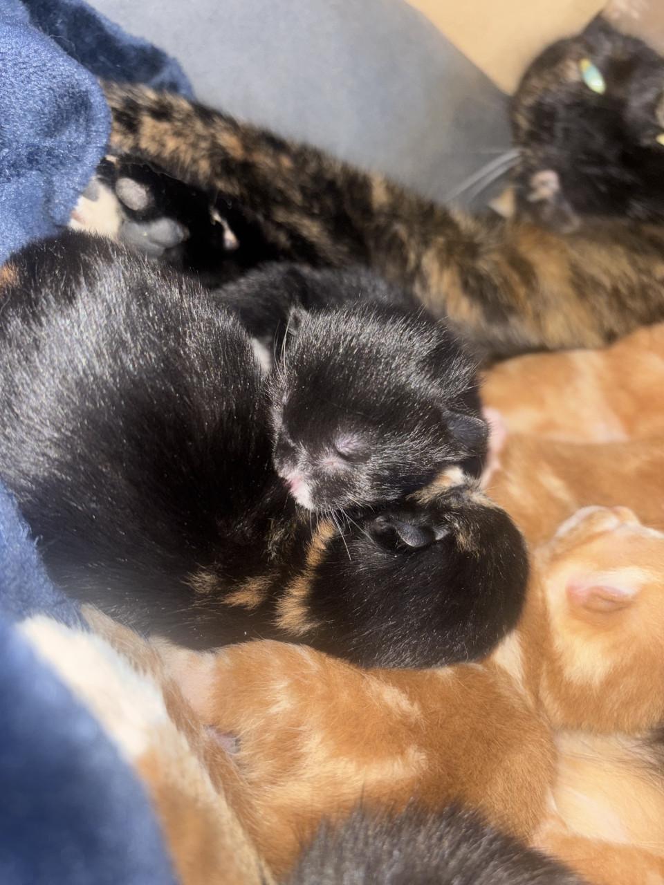 Kittens zoeken gouden mandje ❤️