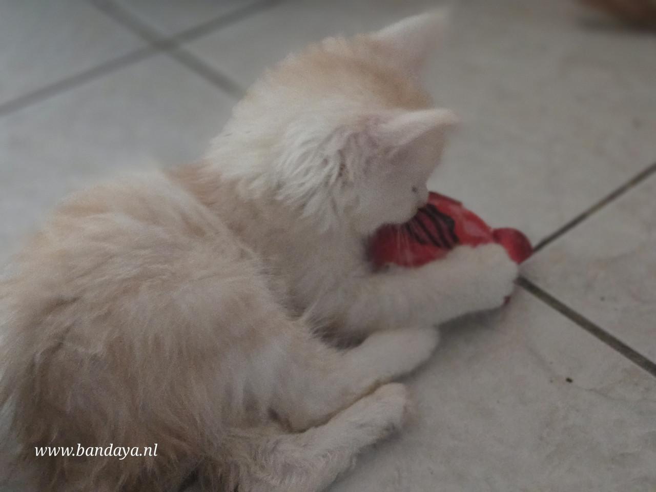 Mega mooie maine coon kittens met stamboom