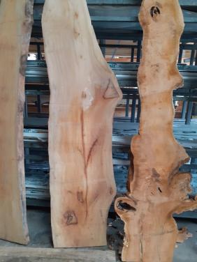 Breed plataan boomstamblad voor 25 euro