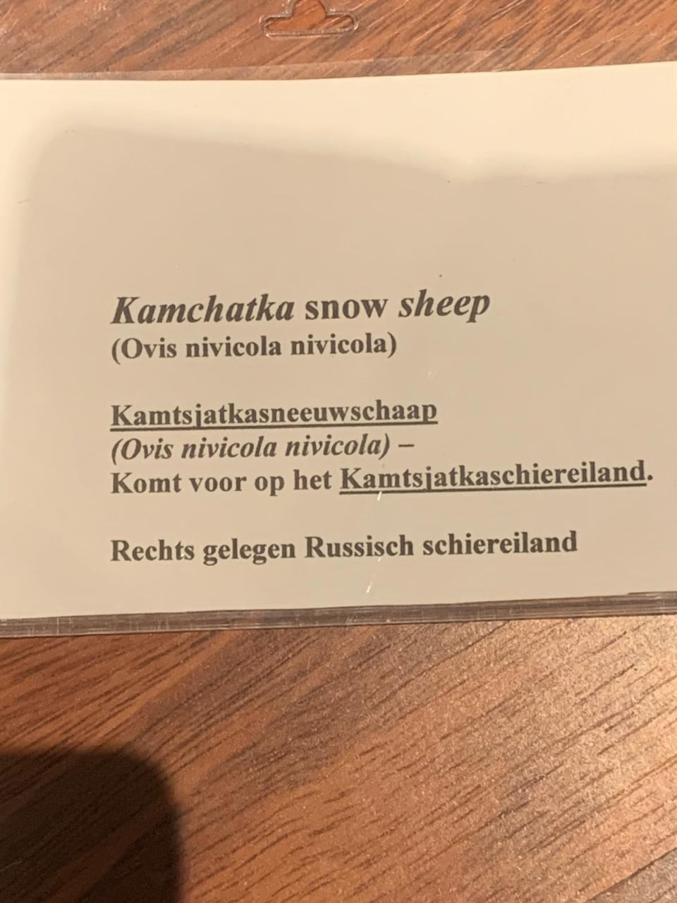 Te koop; opgezette zeldzaam siberisch sneeuwschaap taxidermie