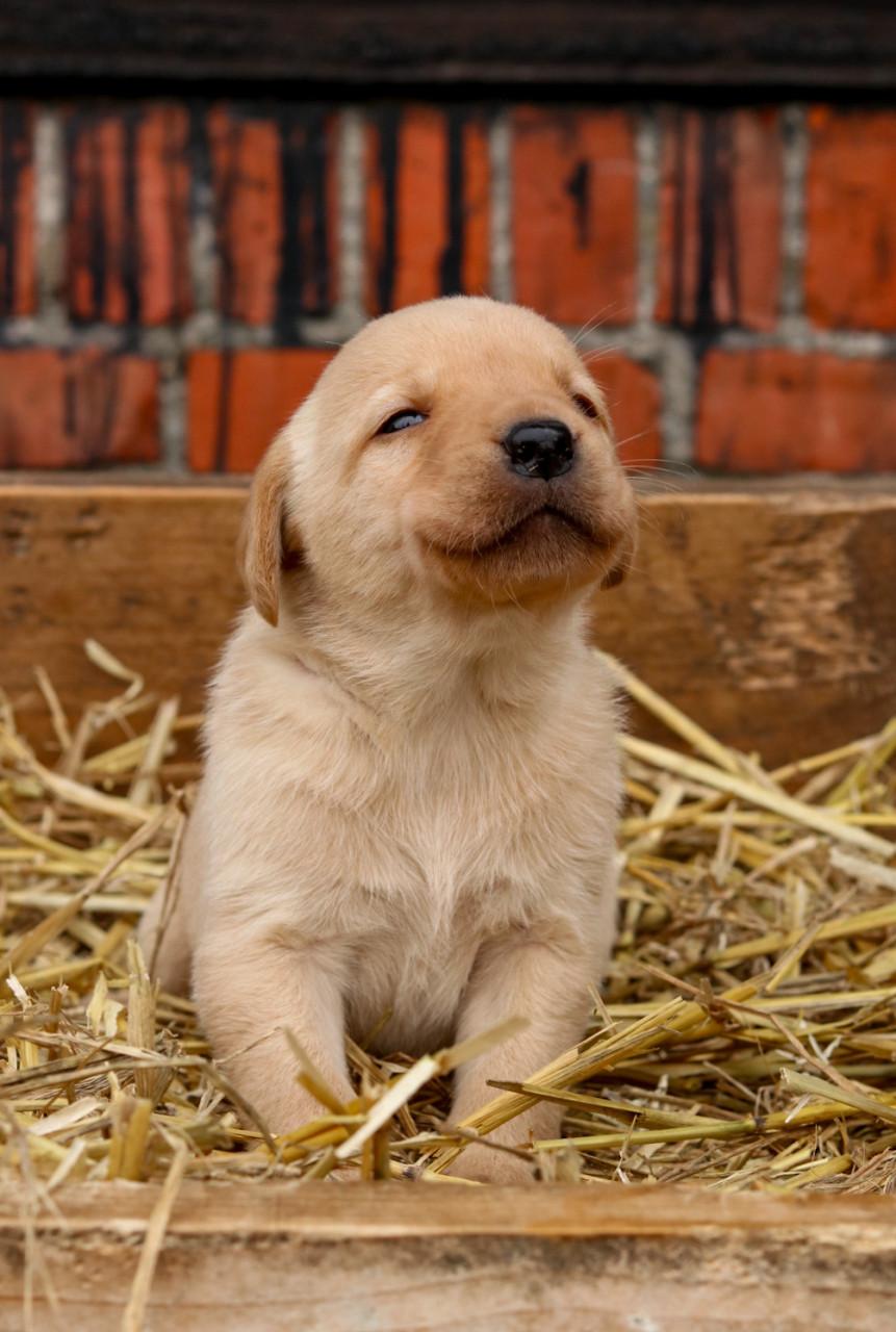 Prachtige labrador pups te koop geboren op de boerderij