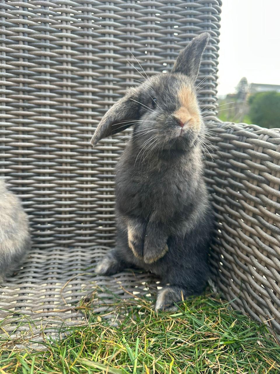 Te koop jonge konijnen